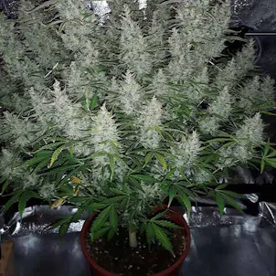 Photo of Super Skunk Autoflower