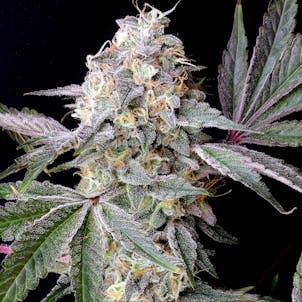 Photo of Lemon Cherry Burst