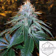 Product image for Banyan Moon Nursery Madman OG