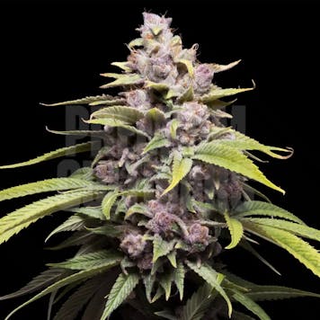 Photo of Cherry Punch