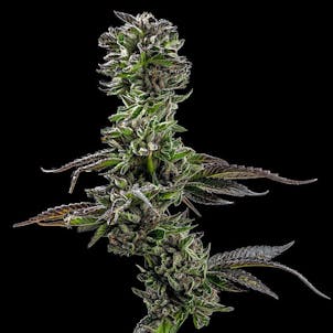 Photo of LA Confidential