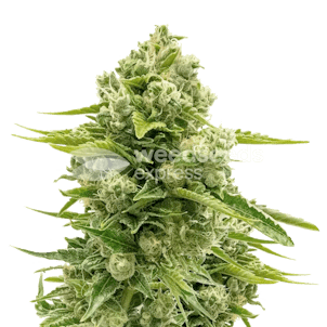 Photo of Northern Lights Autoflower Seeds