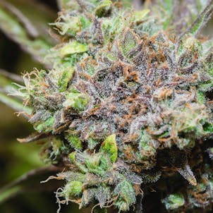 Photo of Handcrafted CBD Skunk Haze