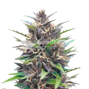 Photo of Blueberry CBD Feminized Seeds