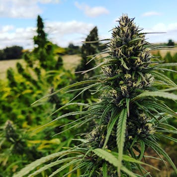 Photo of Organically grown CBD flower prerolls