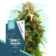 Product image for Amnesia Haze Automatic by Zamnesia Seeds