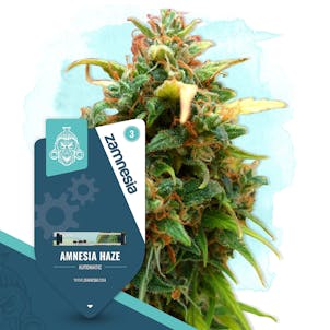 Photo of Amnesia Haze Automatic by Zamnesia Seeds