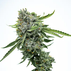 Photo of Good Day Farm: Cookies | Flower | 3.5g