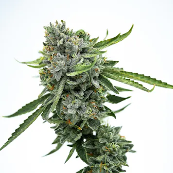 Photo of Good Day Farm: Cookies | Flower | 3.5g