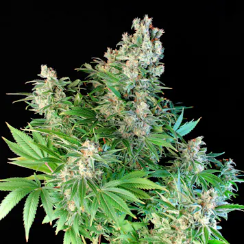 Photo of OG Lemon Bilbo