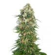 Product image for Pineapple Express Seeds