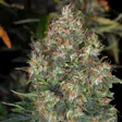 Product image for Skunk#1 Auto Fem Seeds