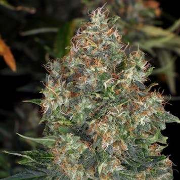 Photo of Skunk#1 Auto Fem Seeds