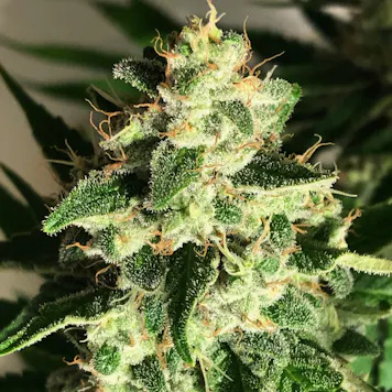 Photo of God's Glue Feminized