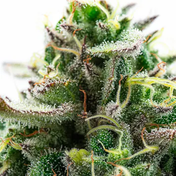 Photo of Good Day Farm: Ice Cream Cake x Animal Mints | Flower | 3.5g