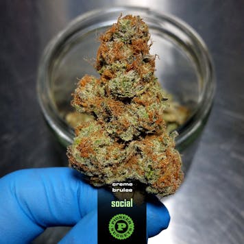 Photo of Creme Brulee _ Premium Flower