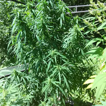 Photo of SOUTH ASIAN SATIVA – 100 PACK