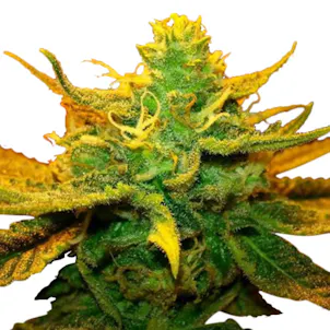 Photo of Mango Kush (fem) seeds