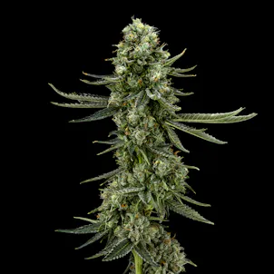 Photo of Lemoncello FloraCal Hybrid Premium Flower (3.5g)