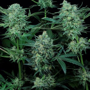 Photo of CBD - DURGA MATA 2