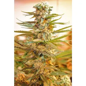 Photo of M 39 Cannabis Seeds Feminized