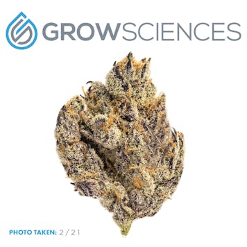 Photo of Chimera (3.7)