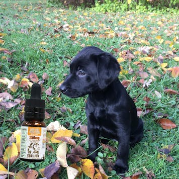 Photo of 250mg CBD Pet Tincture