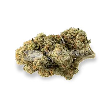 Photo of Triangle Kush Feminized Seeds