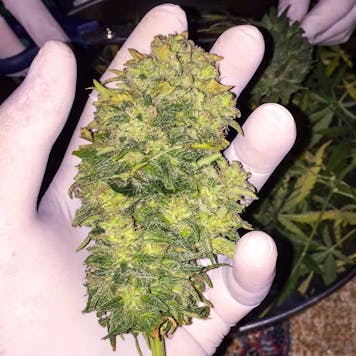 Photo of Green Crack