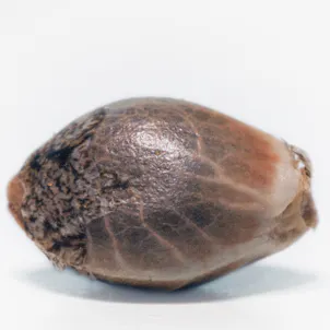 Photo of ORIGINAL CHEESE (IBL)