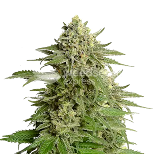 Photo of Haze #1 Feminized Seeds
