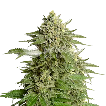 Photo of Haze #1 Feminized Seeds