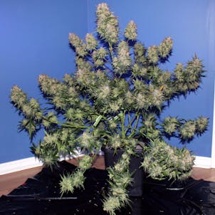 Photo of GSC (f.k.a. Girl Scout Cookies)