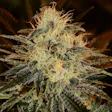 Product image for Sour OG fem seeds