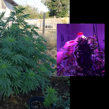 Photo of Infamous NukeDaddy