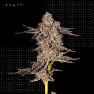 Product image for Legacy