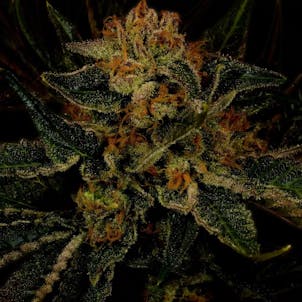 Photo of 24K Gold Autoflower