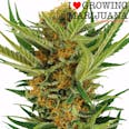 Jack Herer (fem) seeds