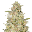 Product image for Colombian Gold Autoflower Seeds