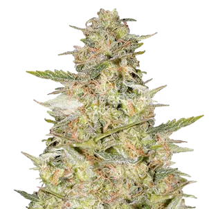 Photo of Colombian Gold Feminized Seeds