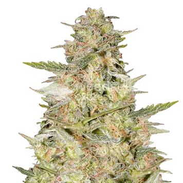 Photo of Colombian Gold Feminized Seeds