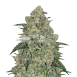 Product image for Chocolope Feminized Seeds