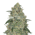 Chocolope Feminized Seeds