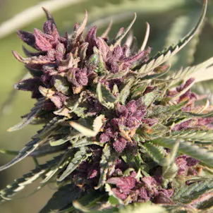 Photo of SWEET PURPLE
