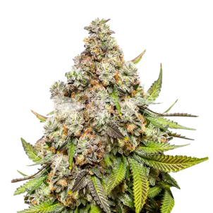 Photo of Pennywise Feminized Seeds