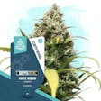 Product image for White Widow Automatic by Zamnesia Seeds
