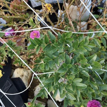 Photo of All-Season 5X15FT Trellis Netting w/ 5" Square Mesh (White, Nylon Gardening Net 75 Sqft)