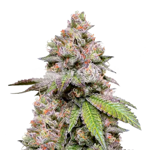 Photo of LSD Feminized Seeds
