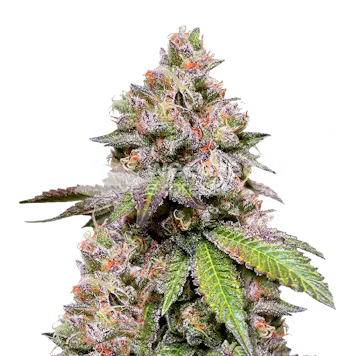 Photo of LSD Feminized Seeds
