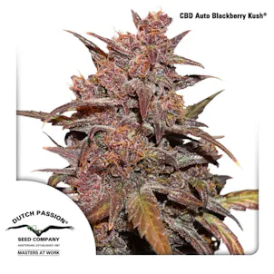 Photo of CBD Auto Blackberry Kush